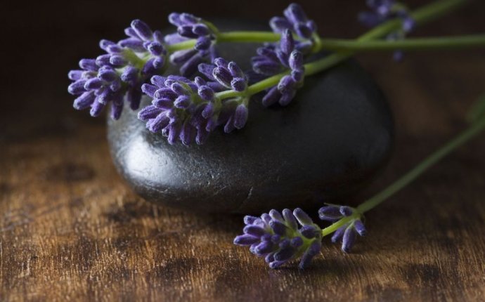 12 Ways To Use Lavender for Good Feng Shui