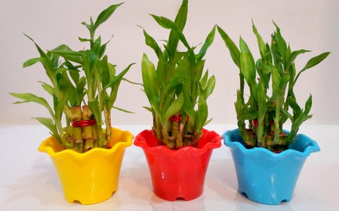 3 Pieces 2-Layer Good Luck Feng-Shui Bamboo Plant with Colorful