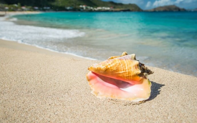 Activate Your Travel, Fame, Wisdom and Wealth Feng Shui with Conch