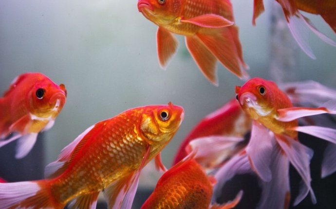 Feng Shui Fish for Wealth - All About the Feng Shui Aquarium
