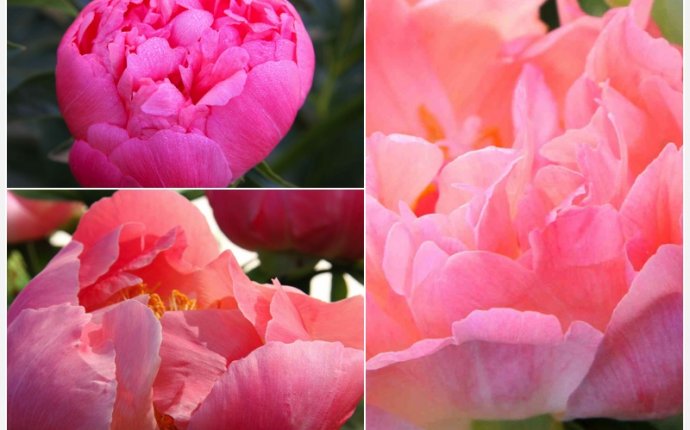 Feng Shui Flowers – The Peony - Living Feng Shui