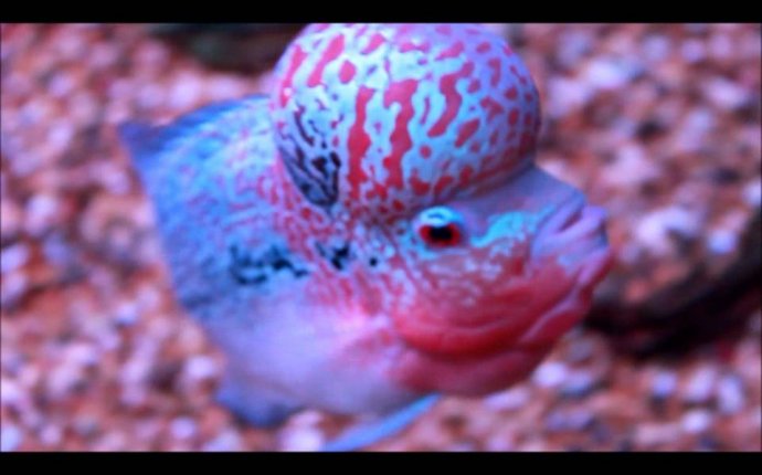 Flowerhorn in Show Quality * Hybrid * Cichlids * Luo Han - YouTube