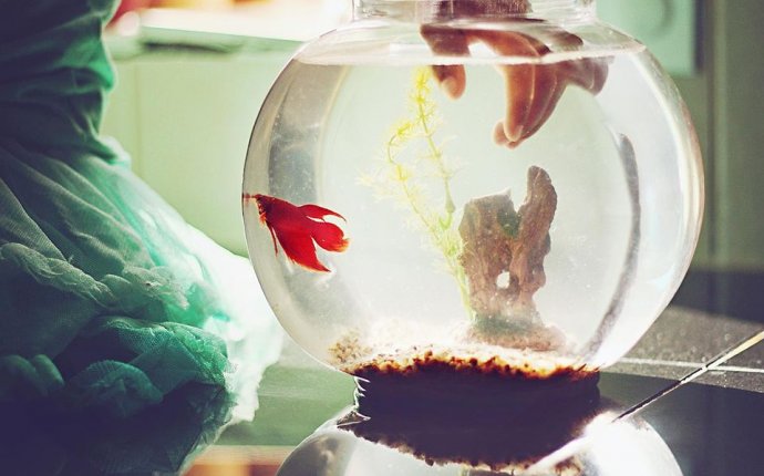 Is an Aquarium in the Bedroom Considered Bad Feng Shui?
