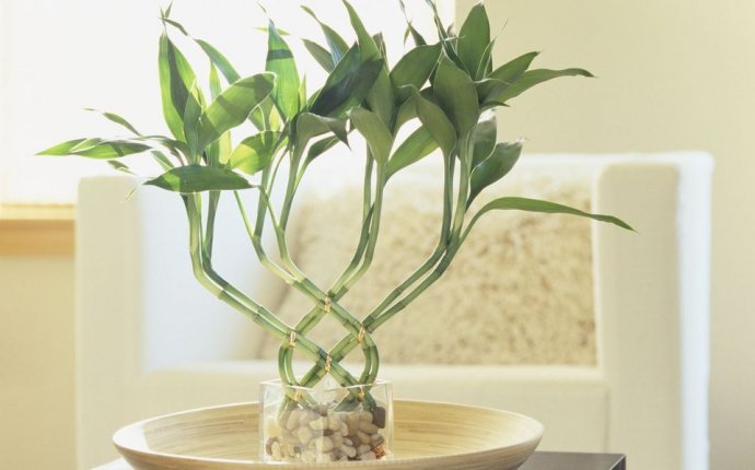 Lucky Bamboo Feng Shui - Meaning and Use