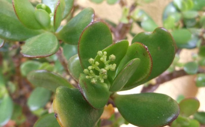 My Crassula ovata / Money plant/ Jade plant with multiple buds