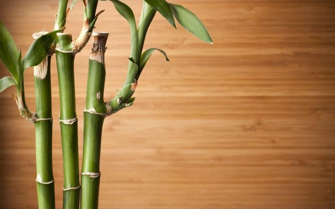 What Does My Lucky Bamboo Mean?