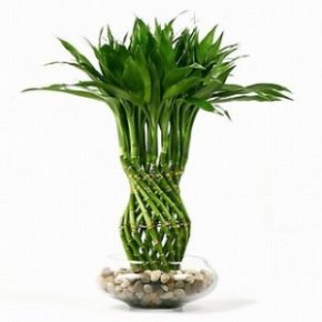 bamboo plant