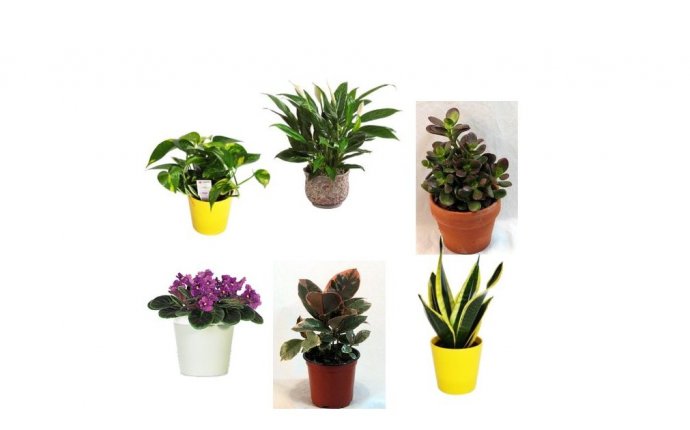 Feng Shui office plants