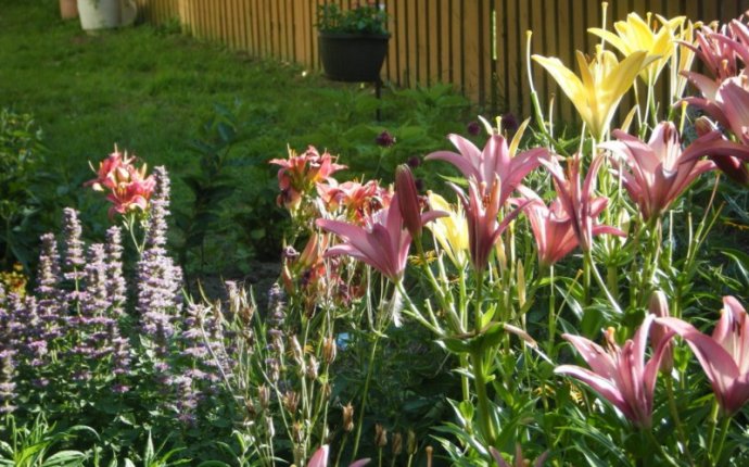 Feng Shui plants for front of House