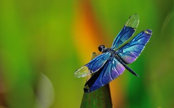 dragonfly photo