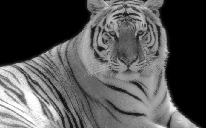 White Tiger Feng Shui Meaning