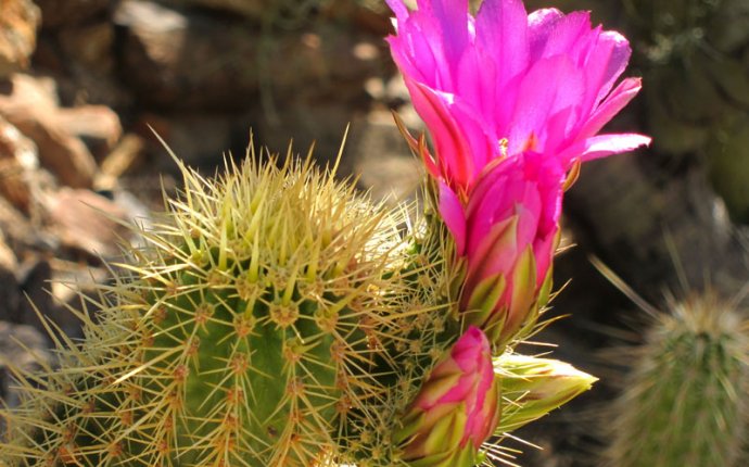 Cactus in office Feng Shui