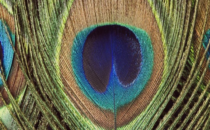 Use of peacock feathers in Feng Shui