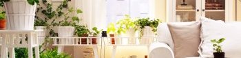 feng shui, feng shui plants, best feng shui plants, how to feng shui your home, feng shui 101, diy feng shui, feng shui for spring