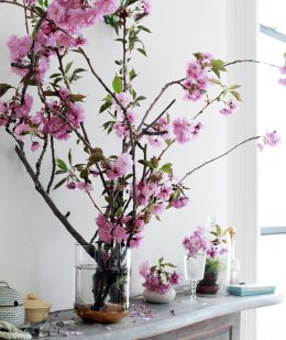 feng shui flower symbols - cherry blossoms