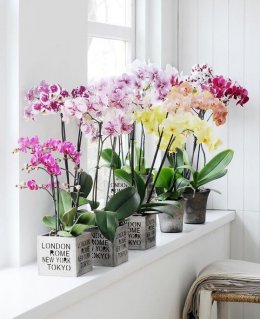 feng shui flower symbols - orchids