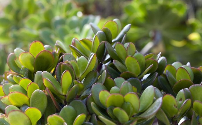 Feng Shui Money plant Placement