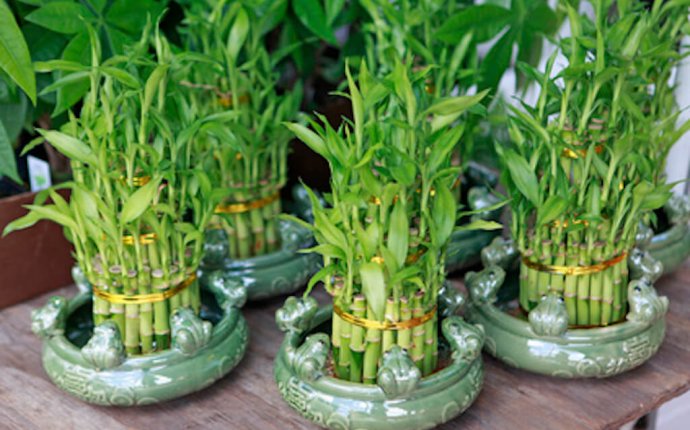 Feng Shui Lucky bamboo plant Direction