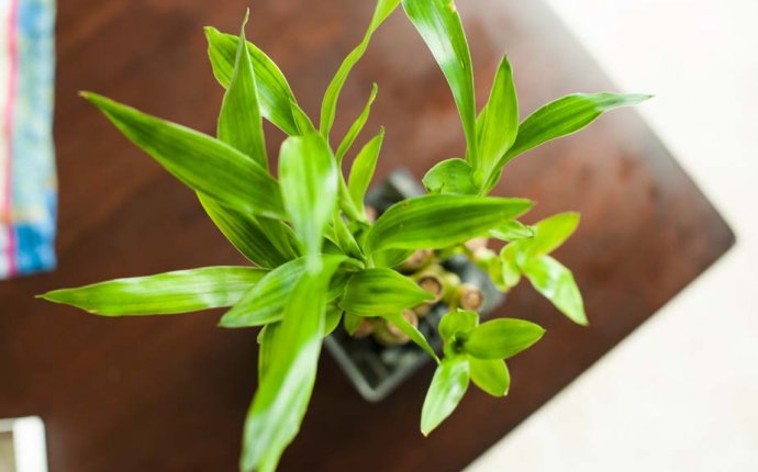 Feng Shui Lucky bamboo plant