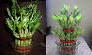 lucky bamboo plants