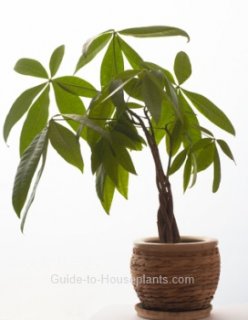 money tree plant, money tree plant care, Pachira aquatica