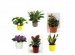 Feng Shui office plants