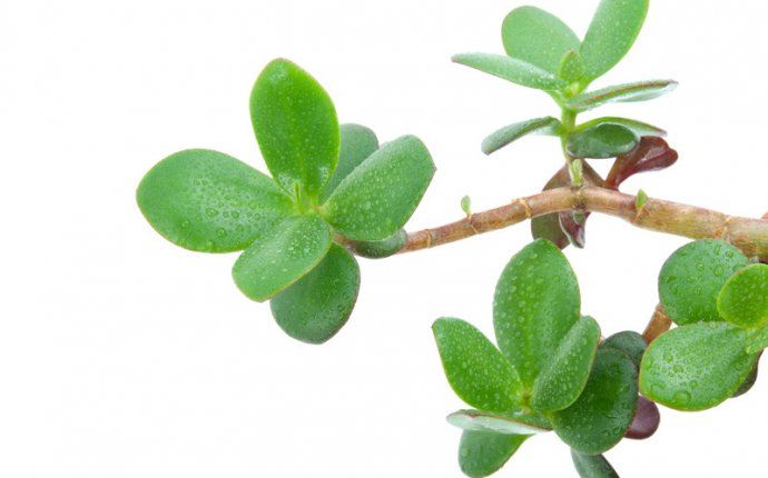 Plants in Kitchen Feng Shui