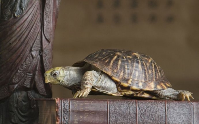 Feng Shui Tortoise Facing Direction